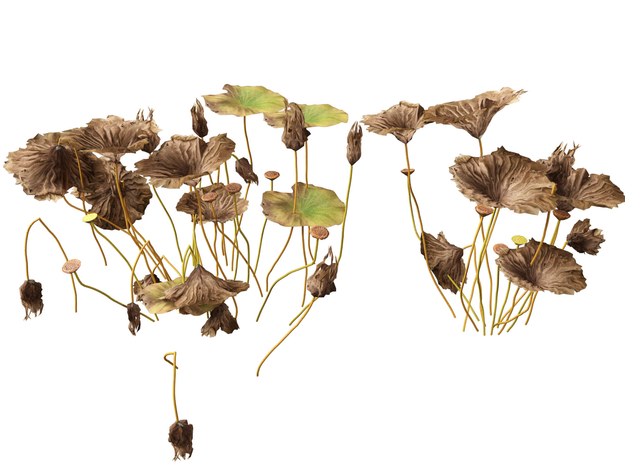 HighpolyLow Poly Nelumbo - Sacred Lotus 03 3D Model