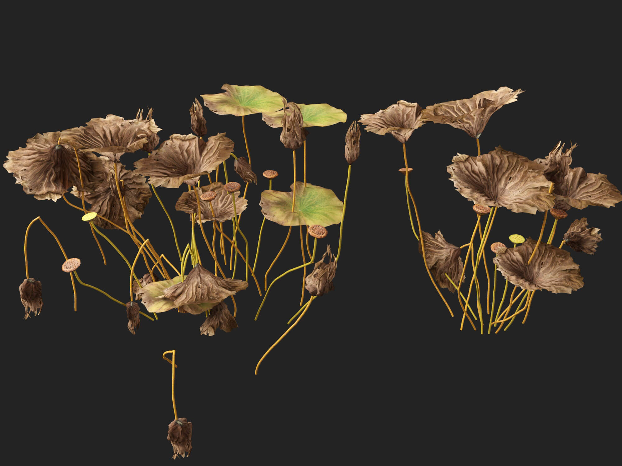 HighpolyLow Poly Nelumbo - Sacred Lotus 03 3D Model