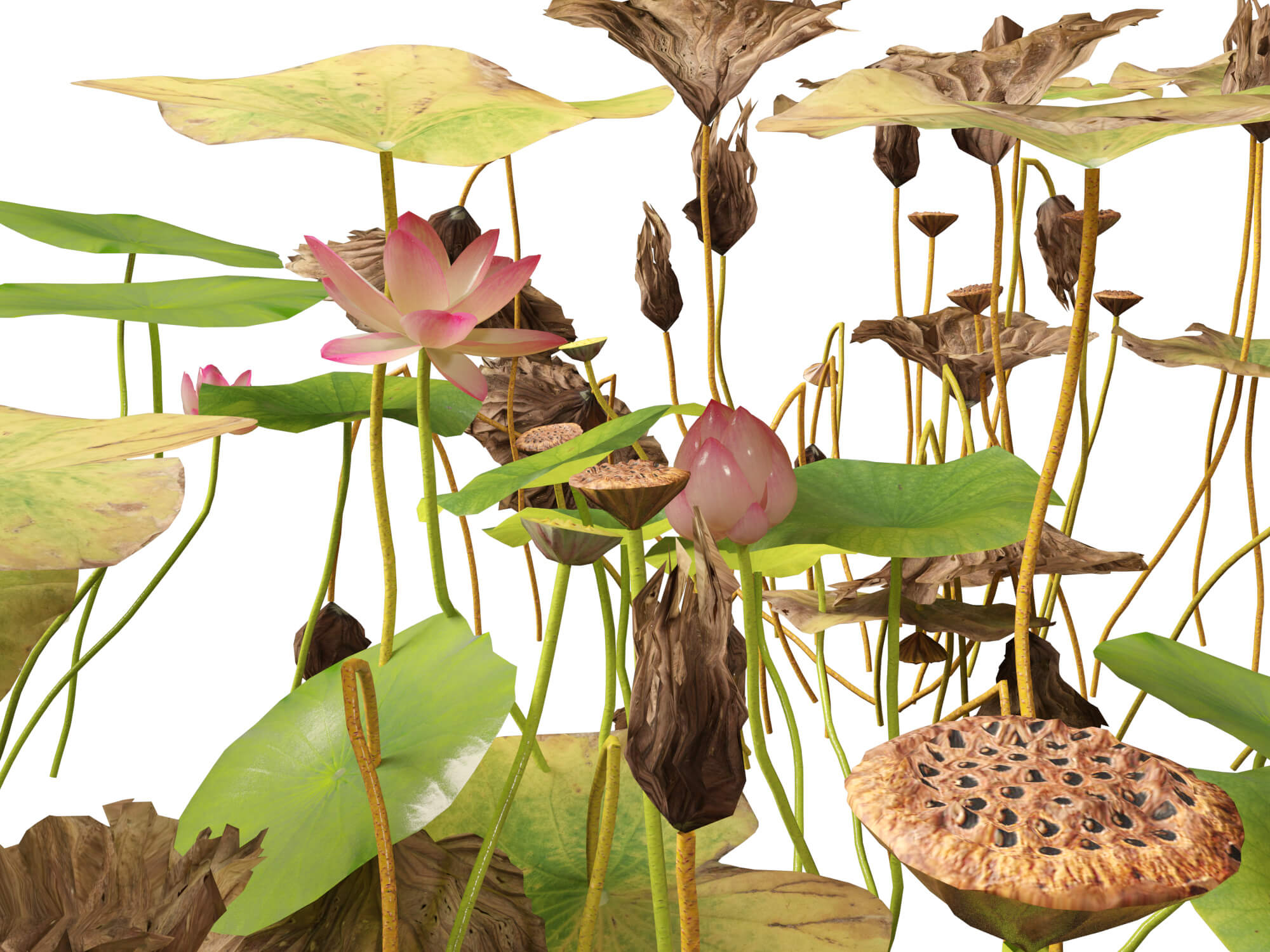 HighpolyLow Poly Nelumbo - Sacred Lotus 03 3D Model