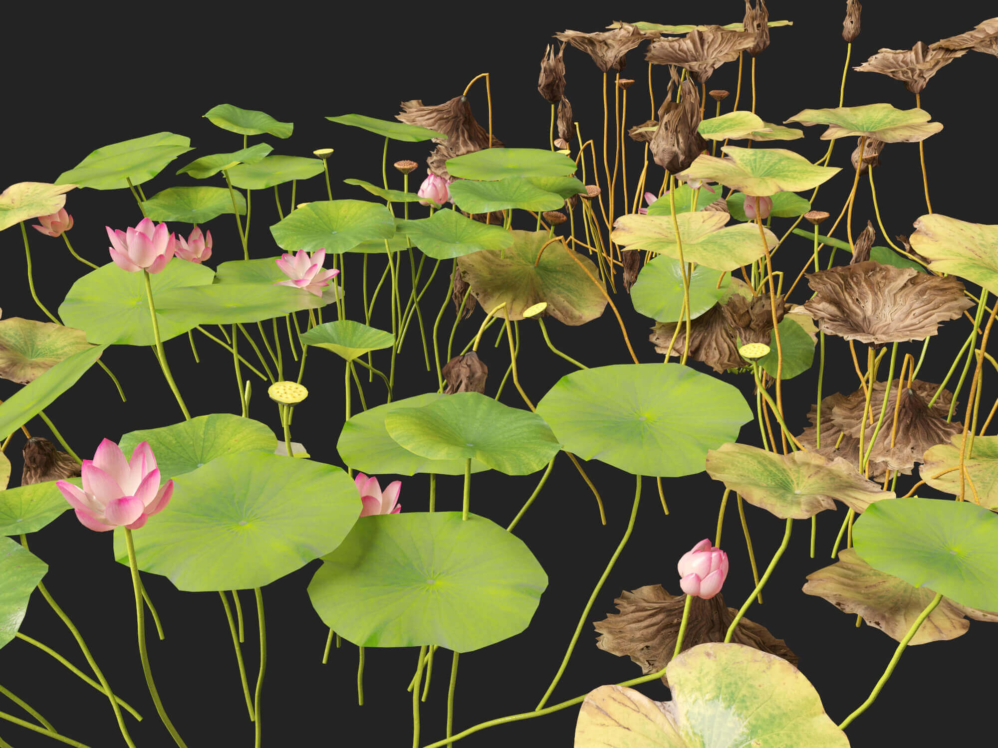 HighpolyLow Poly Nelumbo - Sacred Lotus 03 3D Model