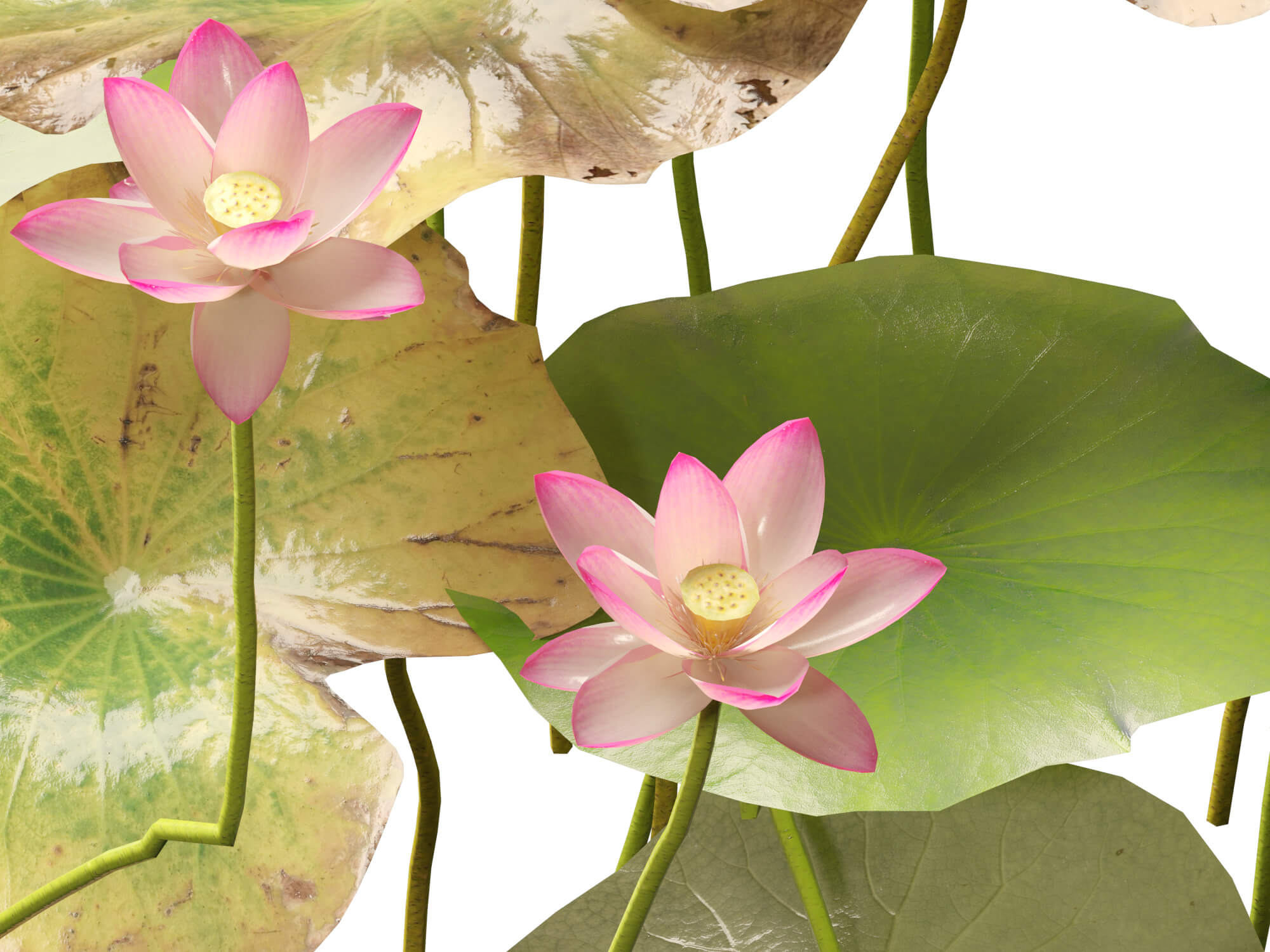 HighpolyLow Poly Nelumbo - Sacred Lotus 03 3D Model