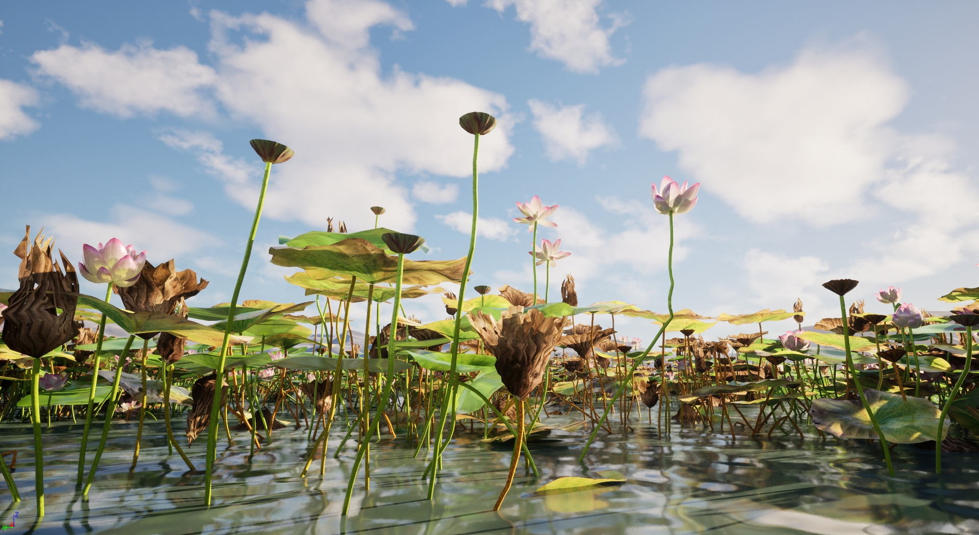 HighpolyLow Poly Nelumbo - Sacred Lotus 03 3D Model
