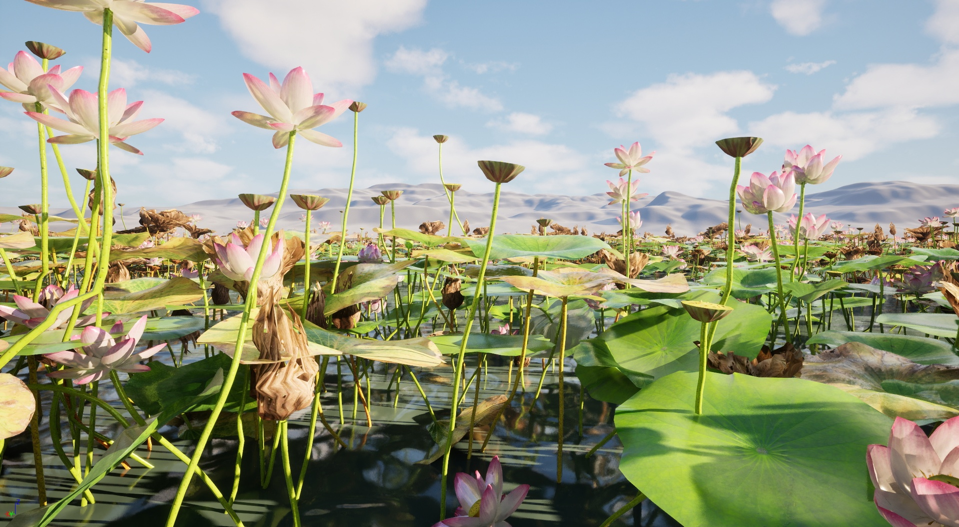 HighpolyLow Poly Nelumbo - Sacred Lotus 03 3D Model