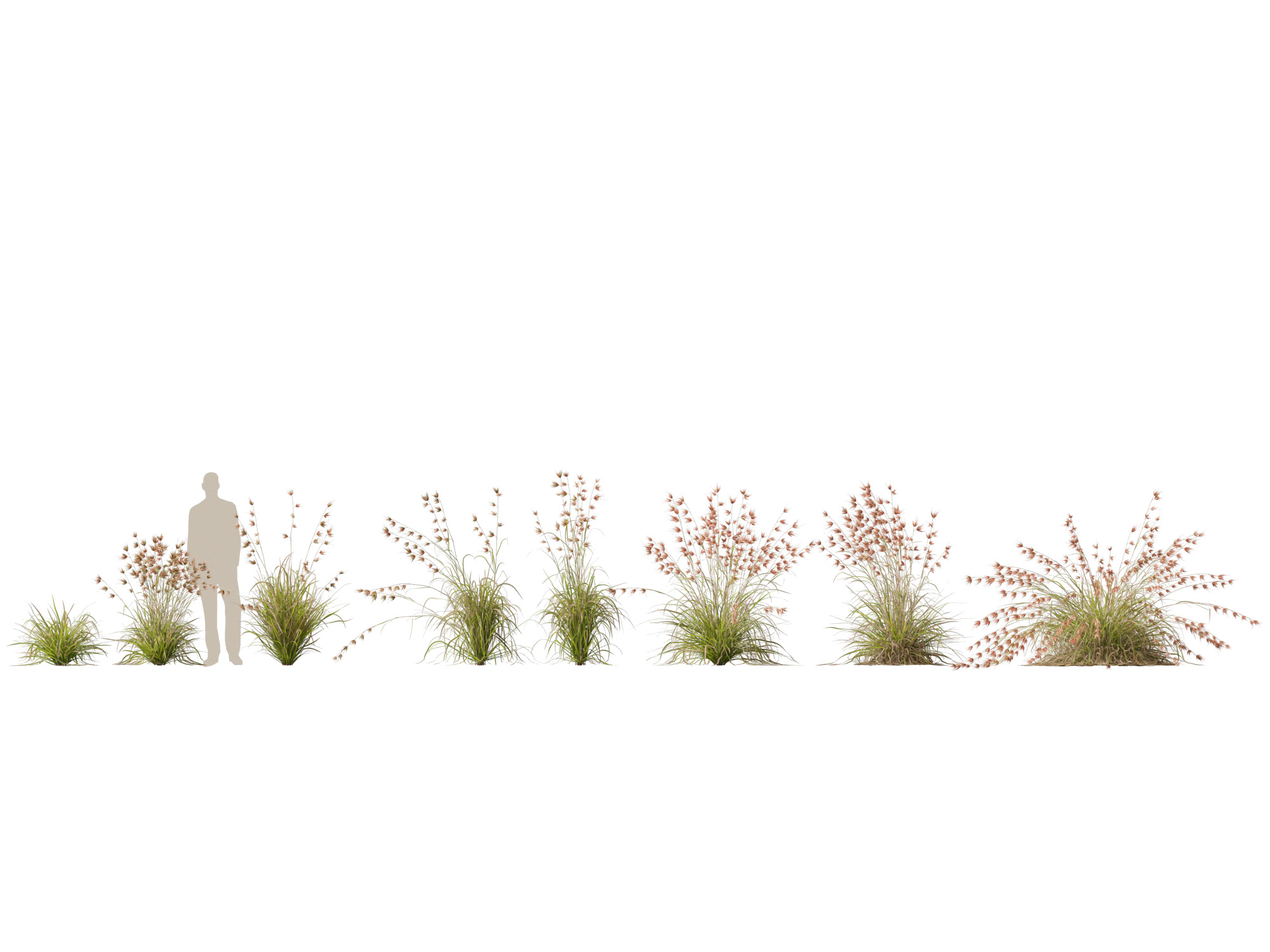 HighpolyLow Poly Themeda Triandra - Kangaroo Grass 3D Model