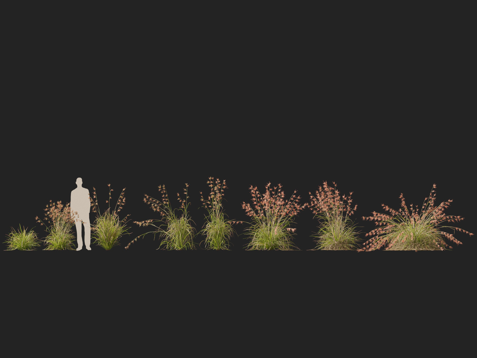 HighpolyLow Poly Themeda Triandra - Kangaroo Grass 3D Model