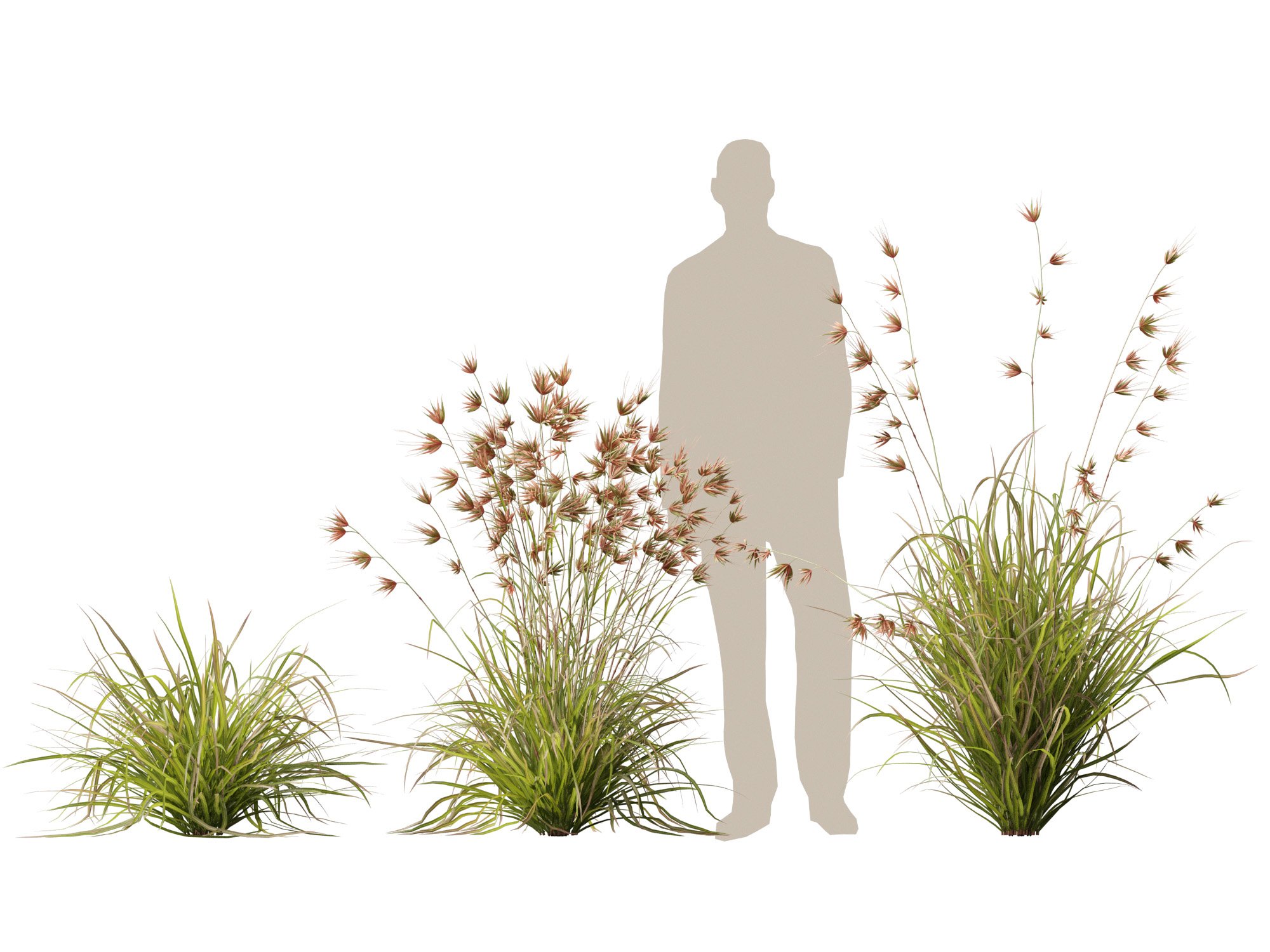 HighpolyLow Poly Themeda Triandra - Kangaroo Grass 3D Model