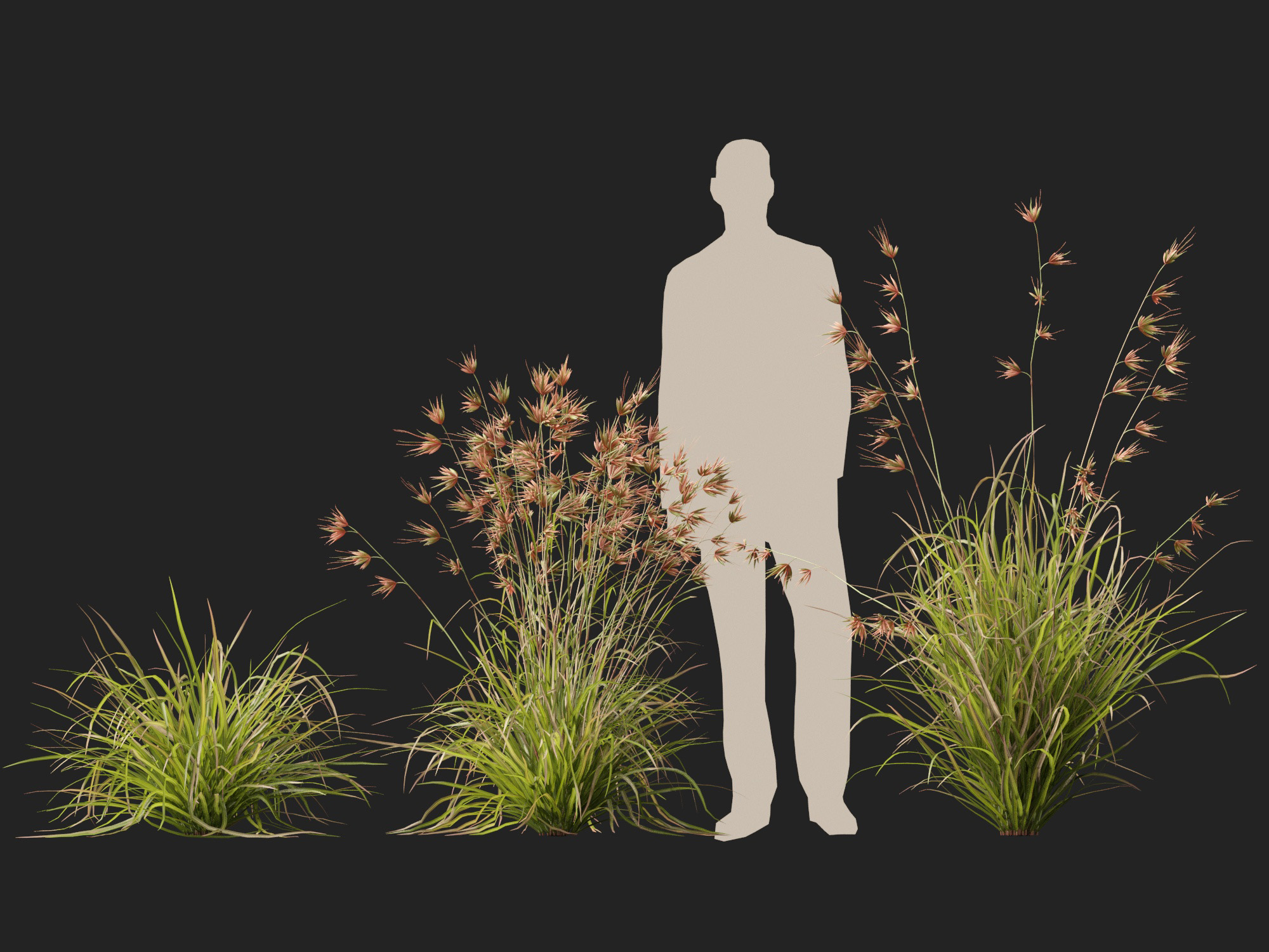 HighpolyLow Poly Themeda Triandra - Kangaroo Grass 3D Model
