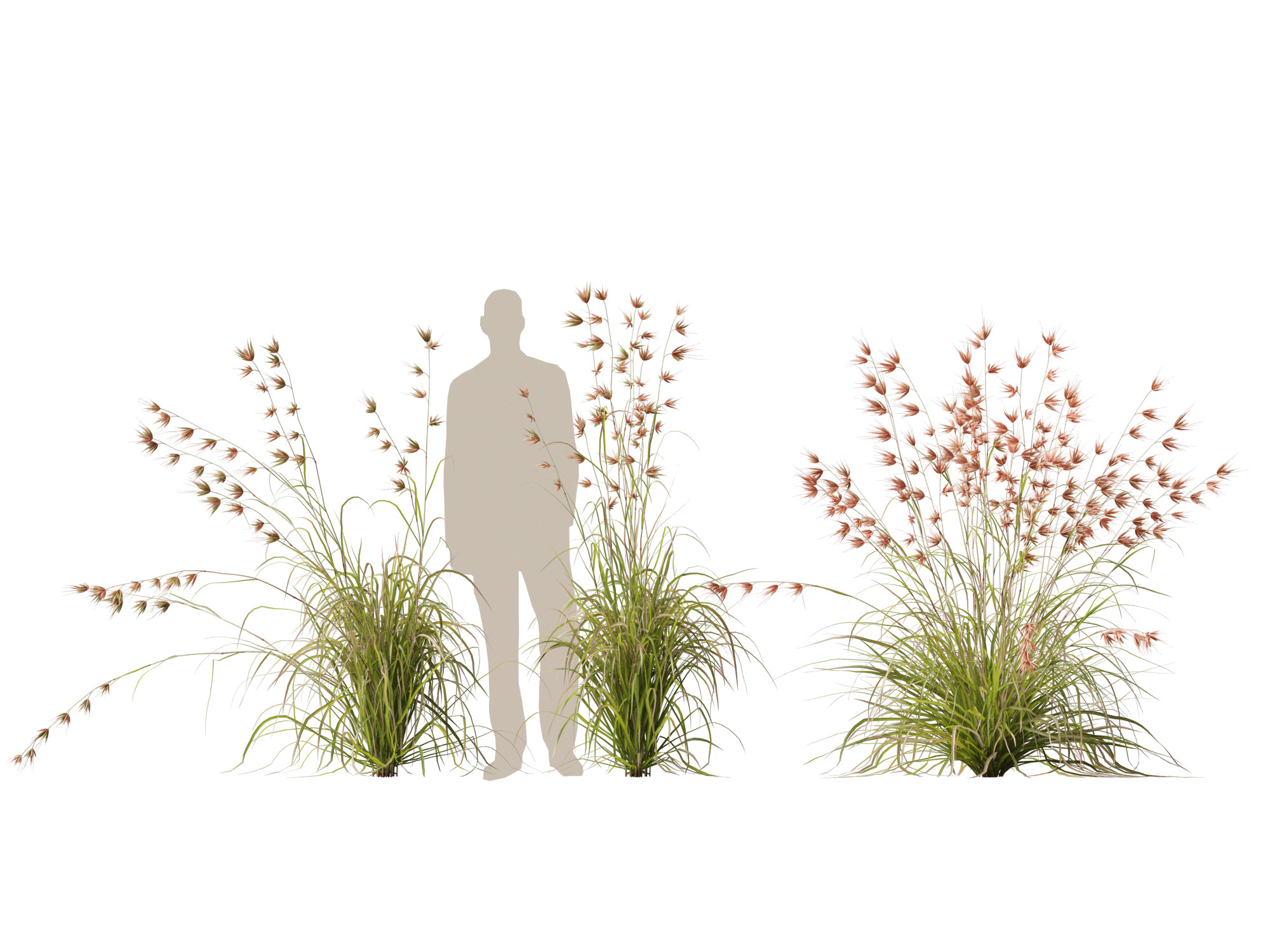 HighpolyLow Poly Themeda Triandra - Kangaroo Grass 3D Model