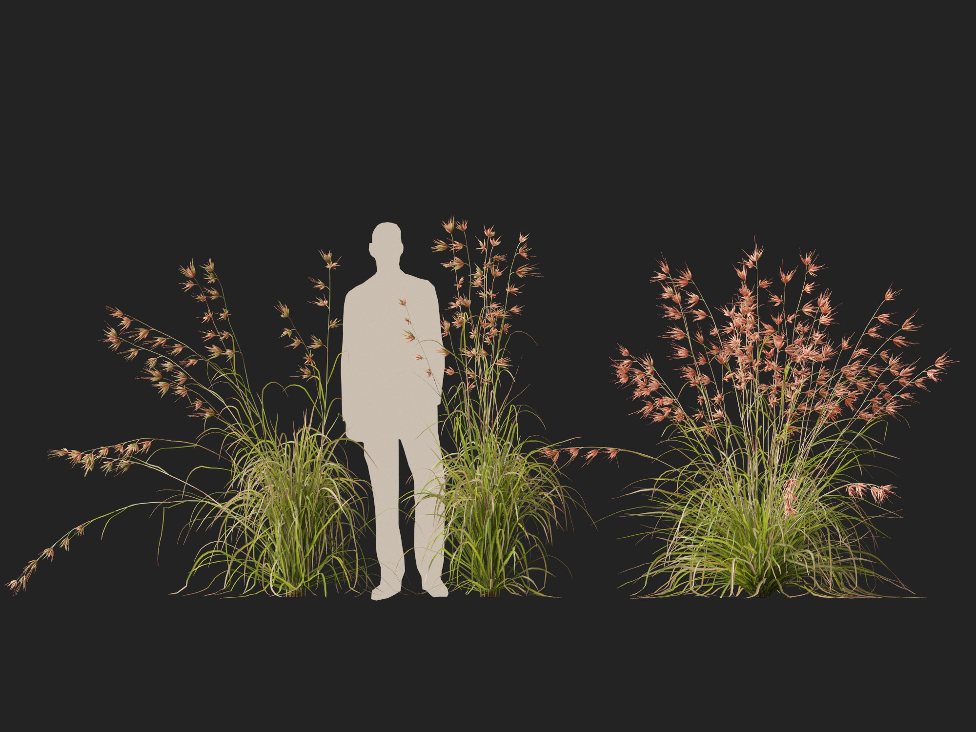 HighpolyLow Poly Themeda Triandra - Kangaroo Grass 3D Model