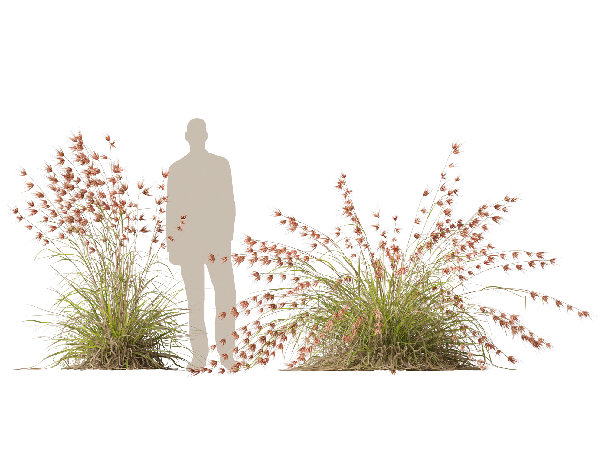 HighpolyLow Poly Themeda Triandra - Kangaroo Grass 3D Model