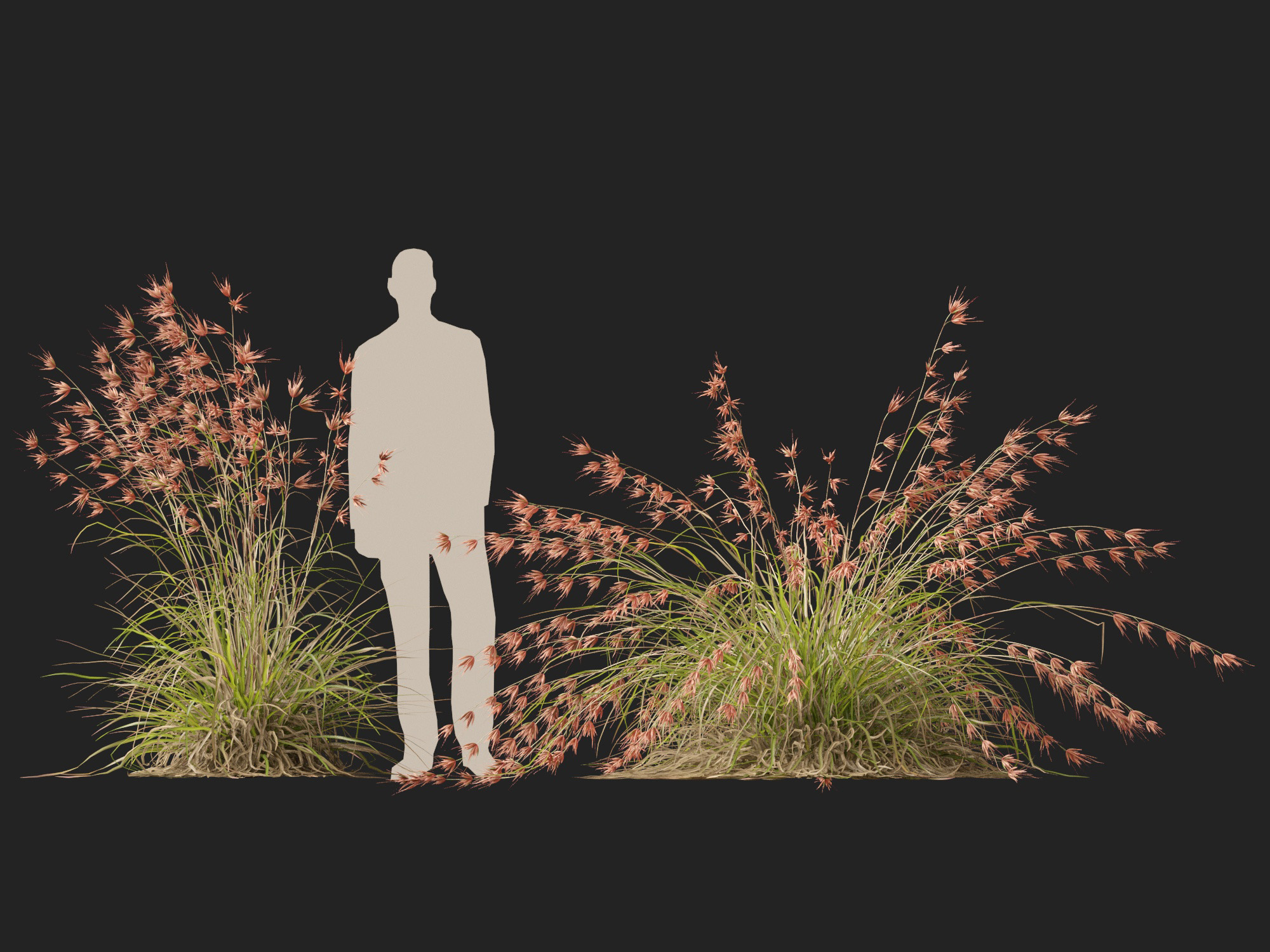 HighpolyLow Poly Themeda Triandra - Kangaroo Grass 3D Model