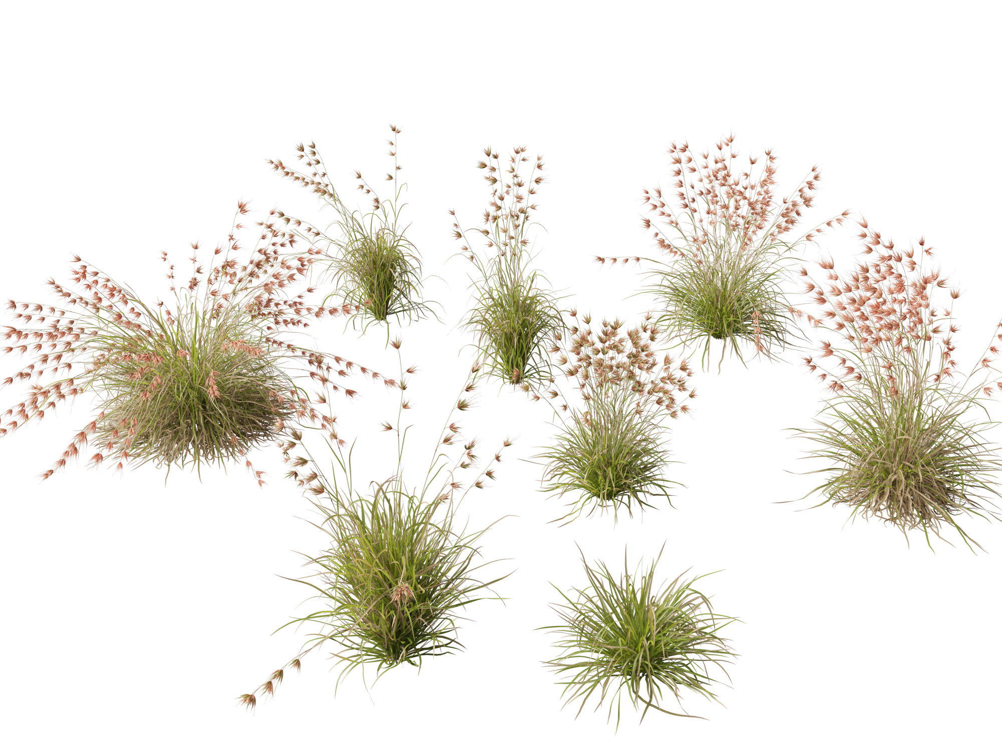 HighpolyLow Poly Themeda Triandra - Kangaroo Grass 3D Model