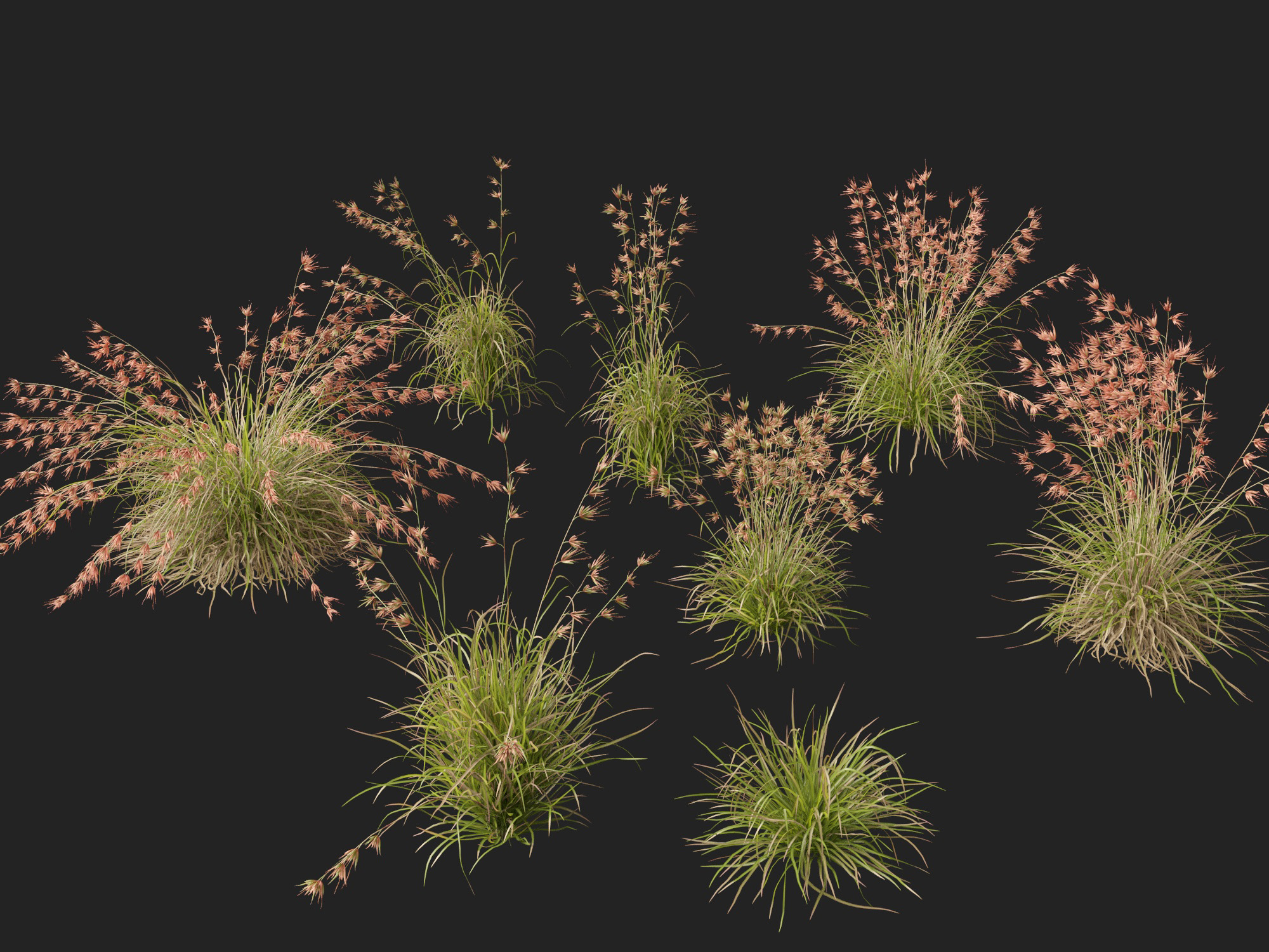 HighpolyLow Poly Themeda Triandra - Kangaroo Grass 3D Model