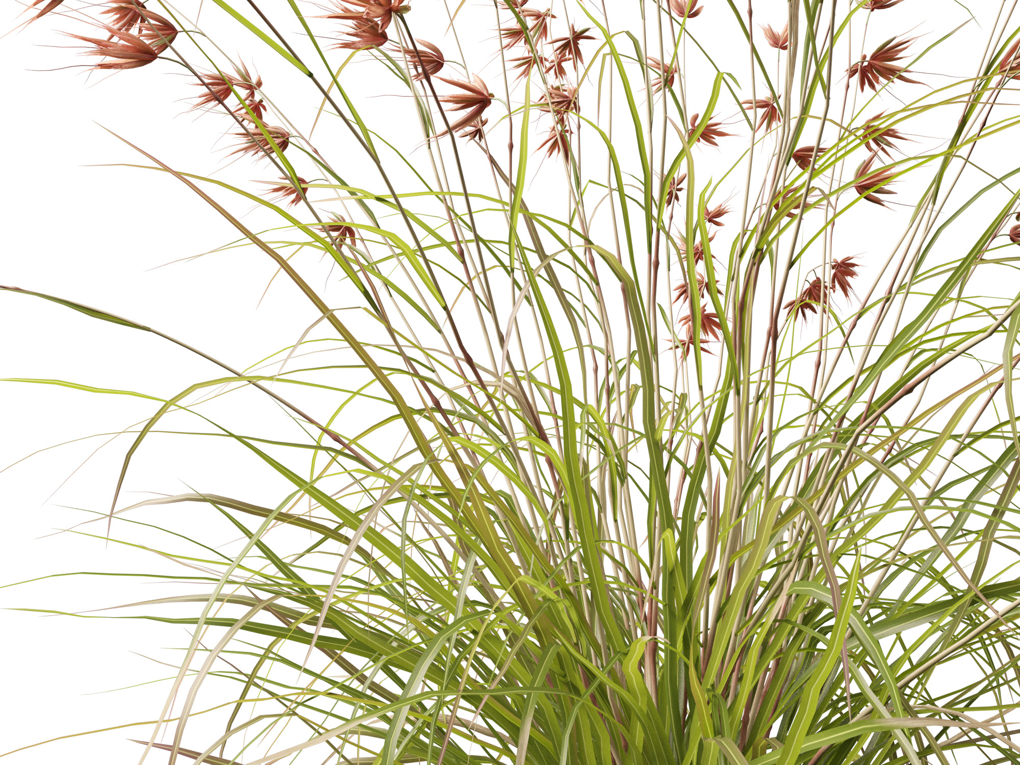 HighpolyLow Poly Themeda Triandra - Kangaroo Grass 3D Model