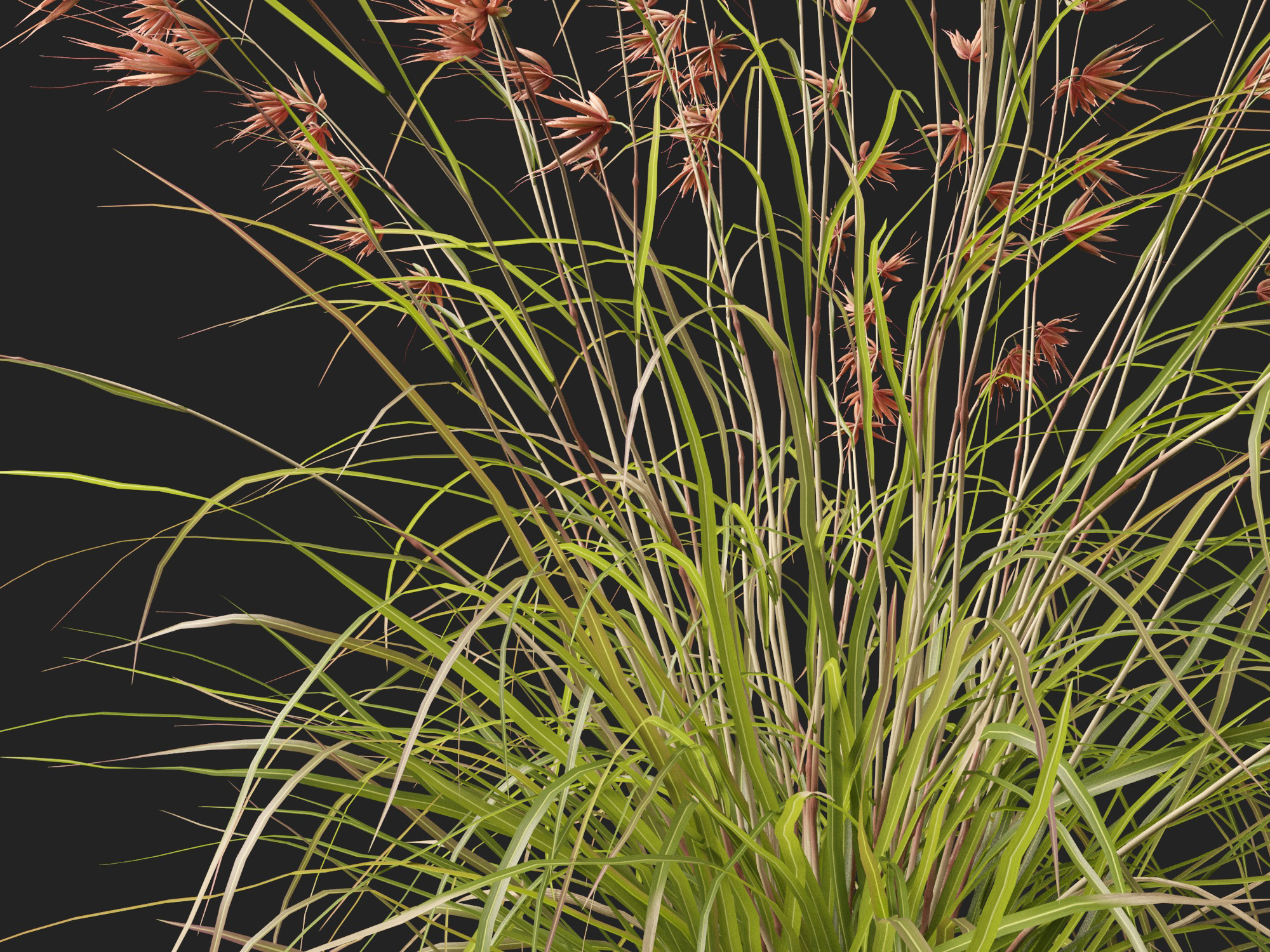 HighpolyLow Poly Themeda Triandra - Kangaroo Grass 3D Model