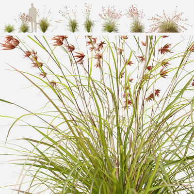 (Highpoly+Low Poly) Themeda Triandra - Kangaroo Grass