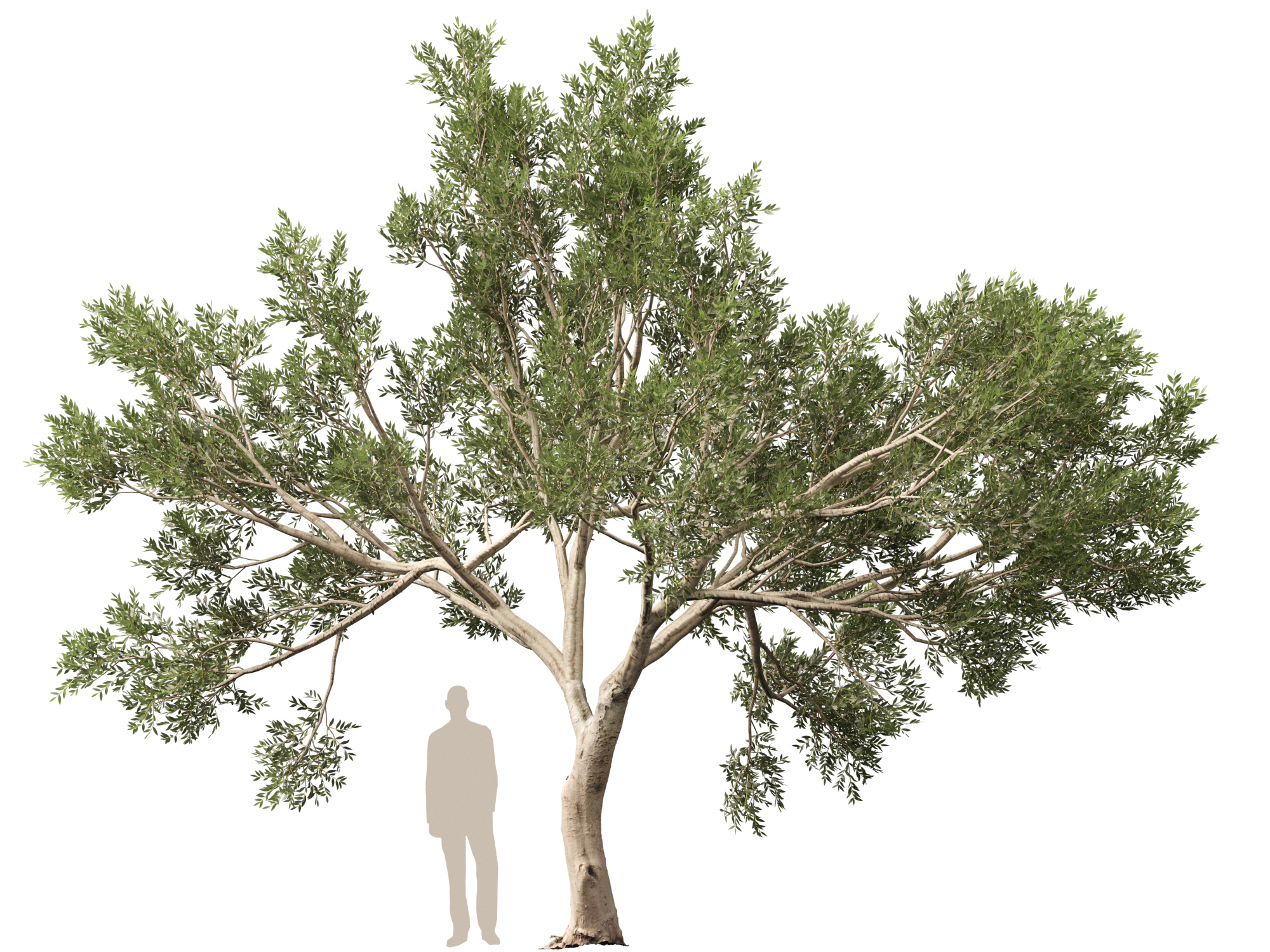 Scanned Olea Europaea Common Olive 09 Highpoly Lowpoly 3D Model