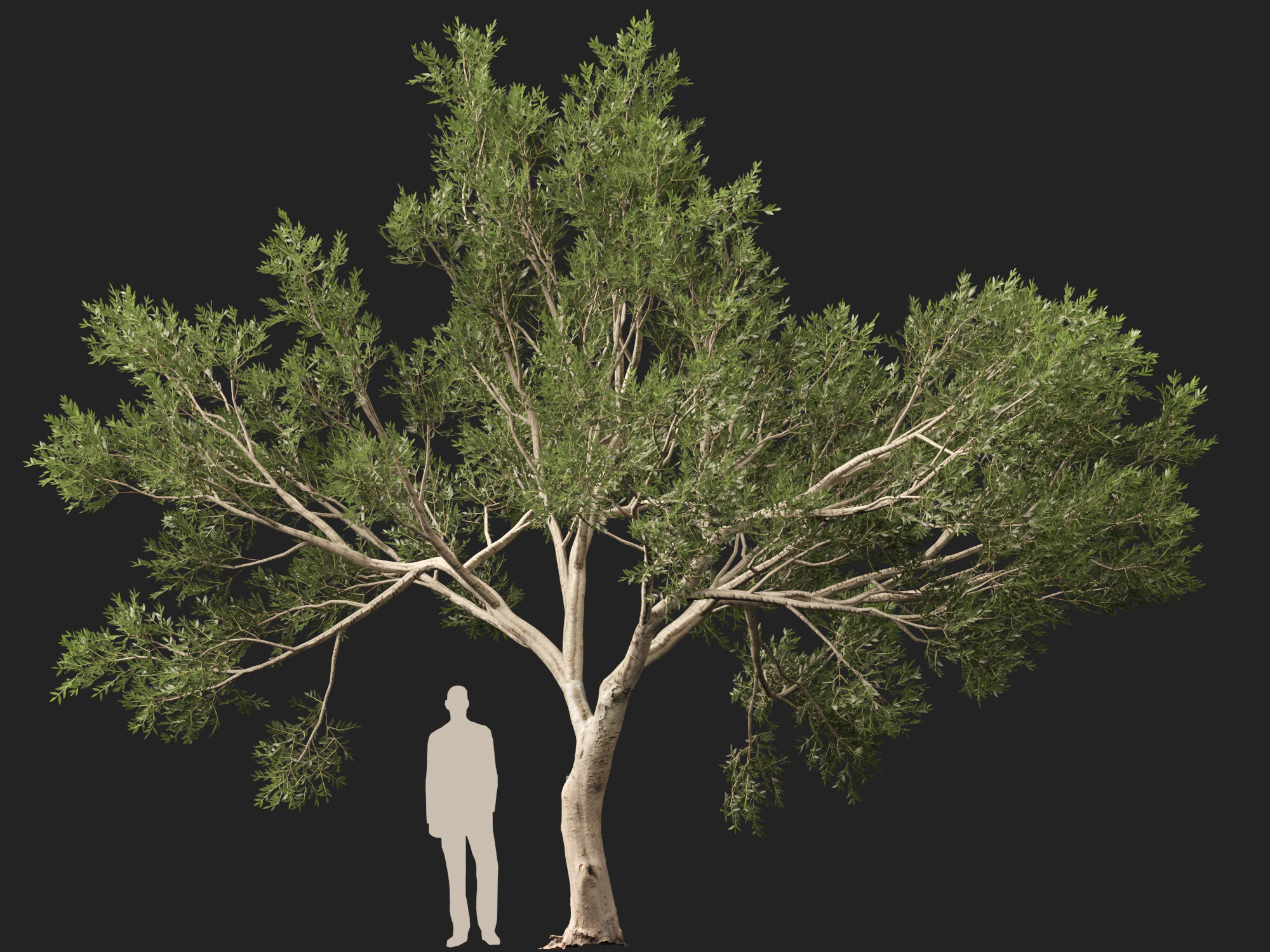 Scanned Olea Europaea Common Olive 09 Highpoly Lowpoly 3D Model