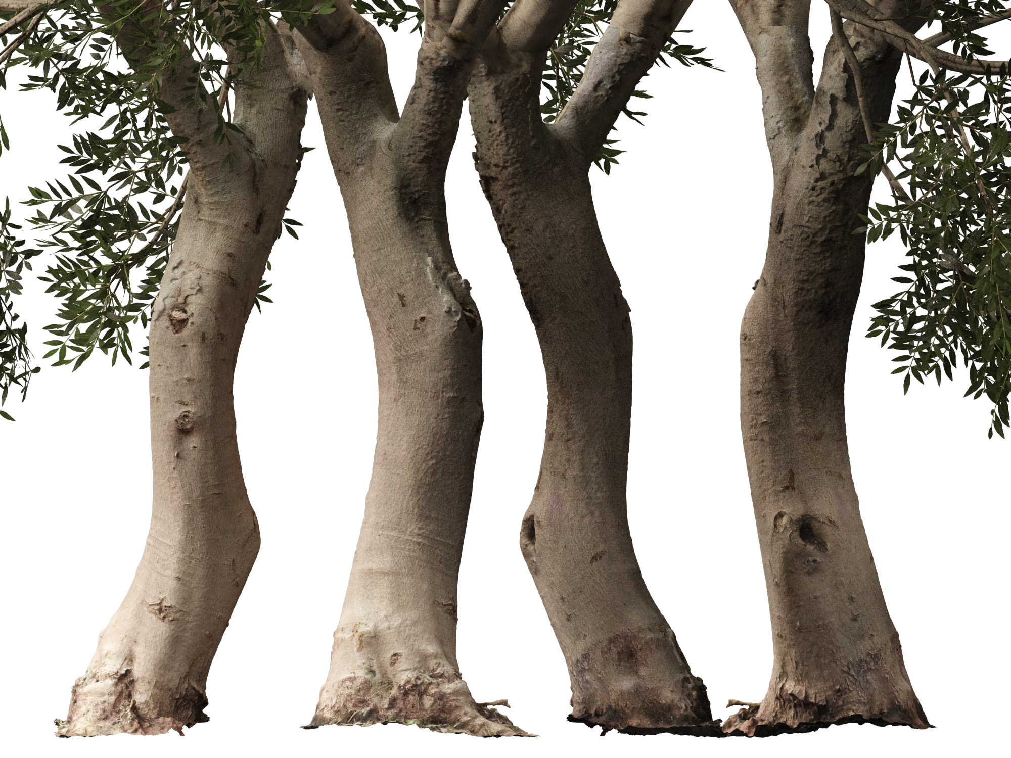 Scanned Olea Europaea Common Olive 09 Highpoly Lowpoly 3D Model