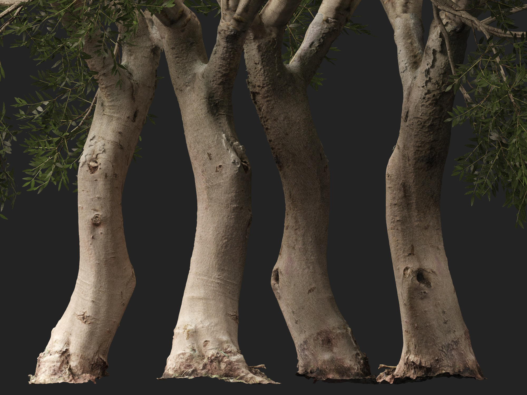 Scanned Olea Europaea Common Olive 09 Highpoly Lowpoly 3D Model