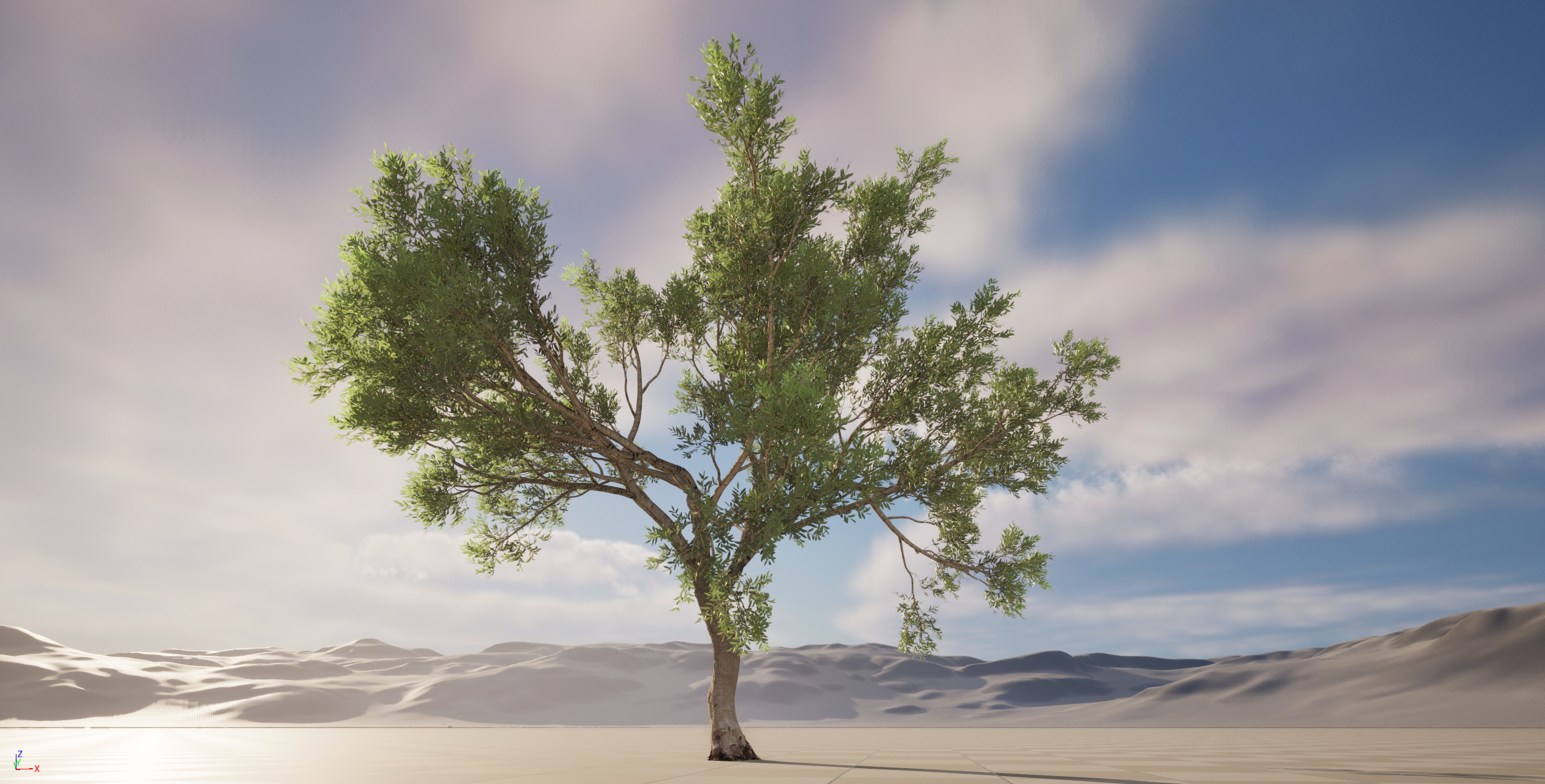 Scanned Olea Europaea Common Olive 09 Highpoly Lowpoly 3D Model