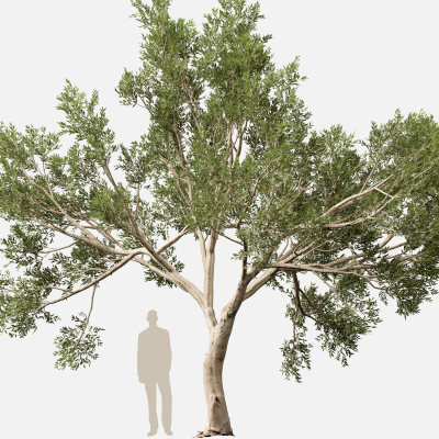 Scanned Olea Europaea Common Olive 09 Highpoly Lowpoly