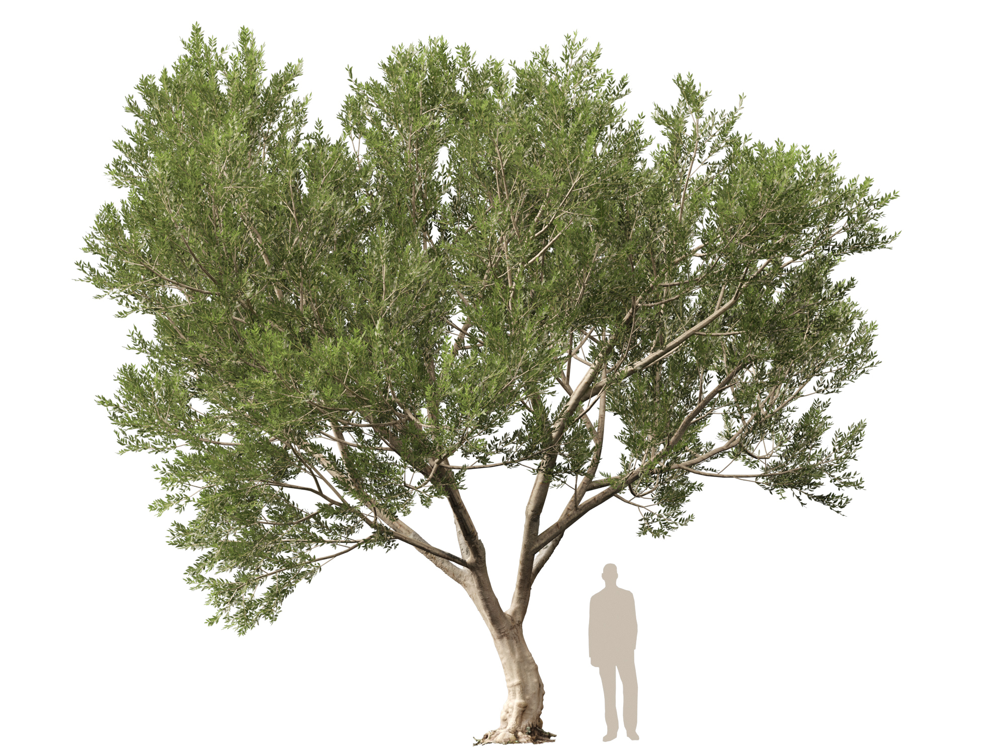 Scanned Olea Europaea Common Olive 10 Highpoly Lowpoly 3D Model