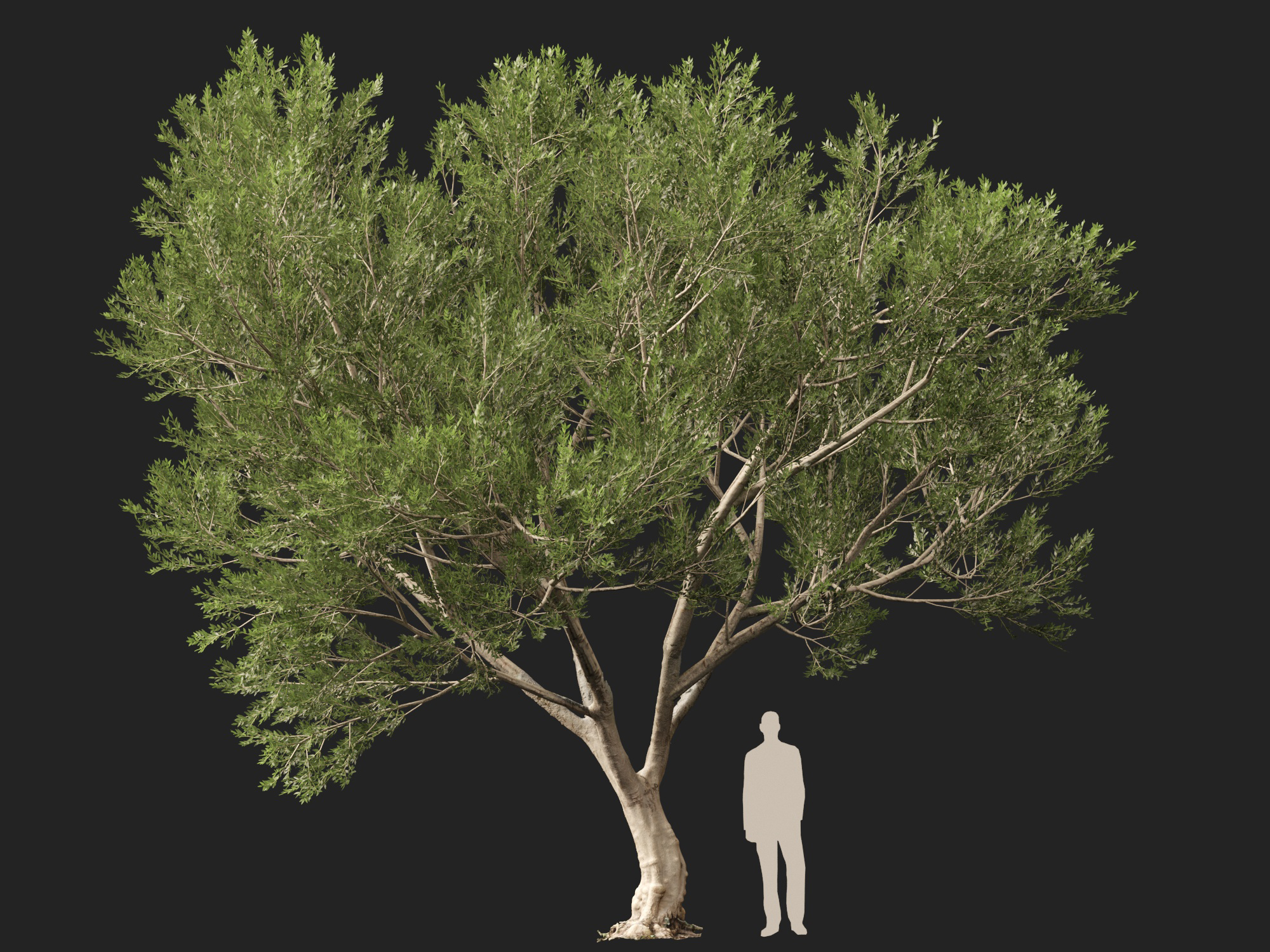 Scanned Olea Europaea Common Olive 10 Highpoly Lowpoly 3D Model