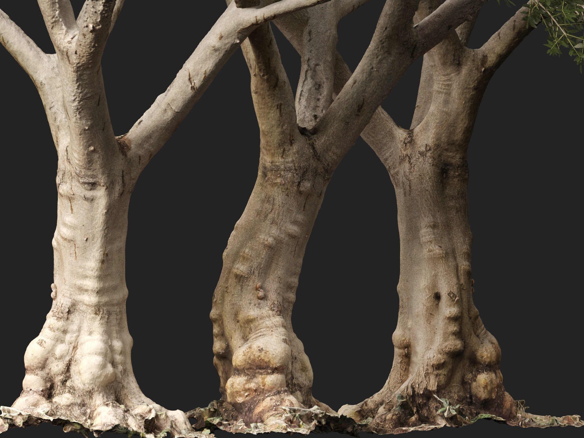 Scanned Olea Europaea Common Olive 10 Highpoly Lowpoly 3D Model