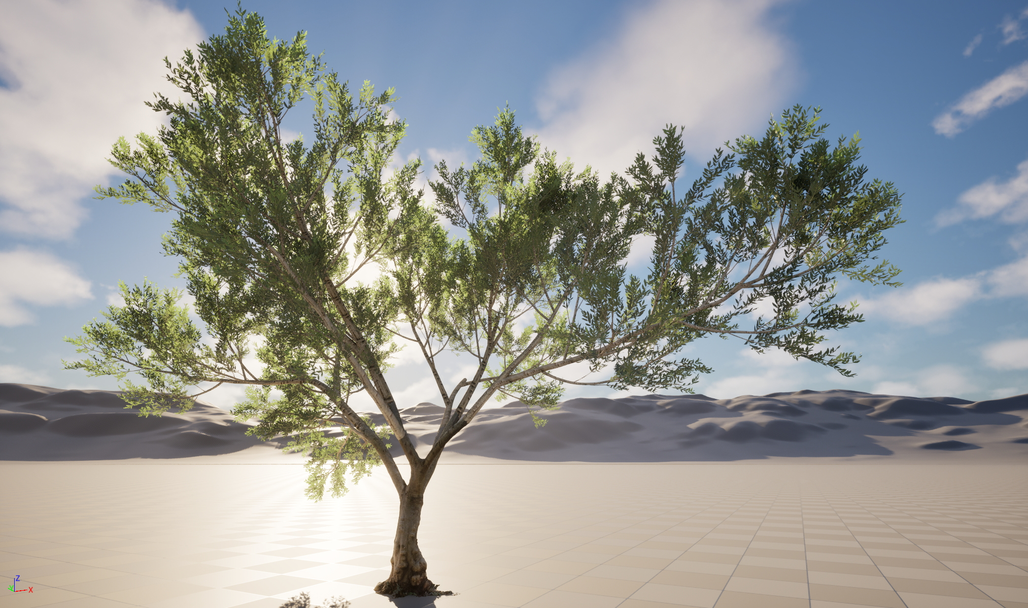 Scanned Olea Europaea Common Olive 10 Highpoly Lowpoly 3D Model