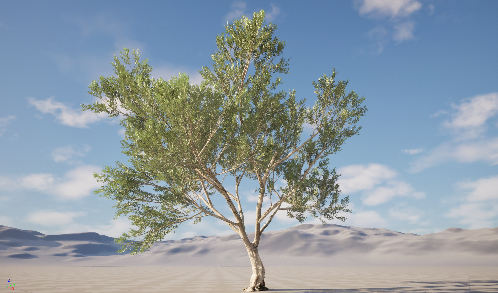 Scanned Olea Europaea Common Olive 10 Highpoly Lowpoly 3D Model