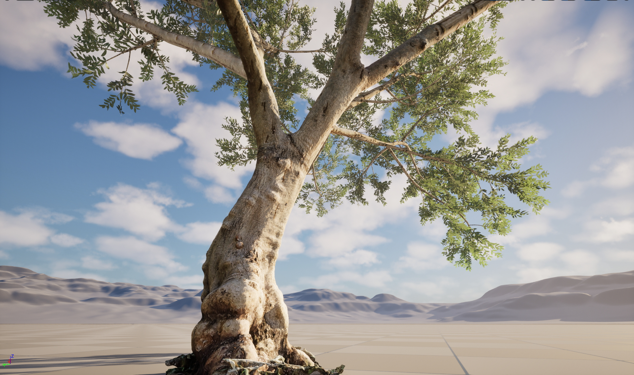 Scanned Olea Europaea Common Olive 10 Highpoly Lowpoly 3D Model