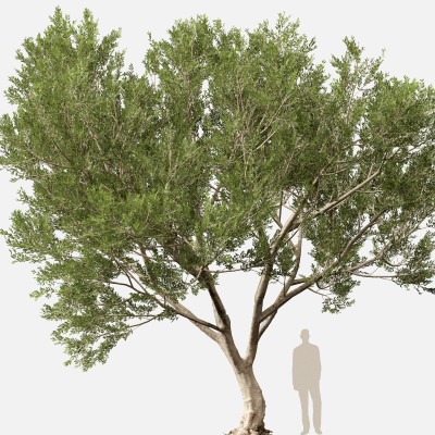 Scanned Olea Europaea Common Olive 10 Highpoly Lowpoly