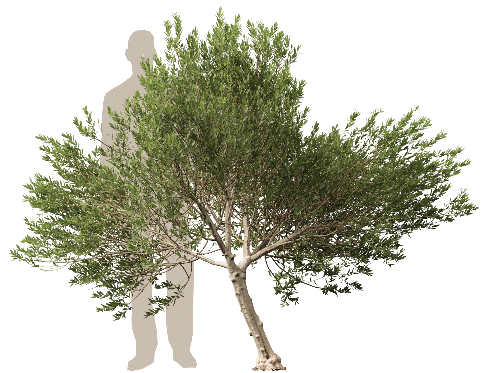 Scanned Olea Europaea Common Olive 11 Highpoly Lowpoly 3D Model