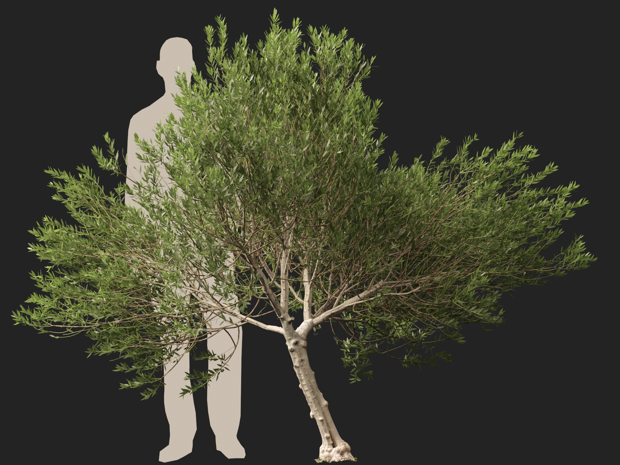 Scanned Olea Europaea Common Olive 11 Highpoly Lowpoly 3D Model