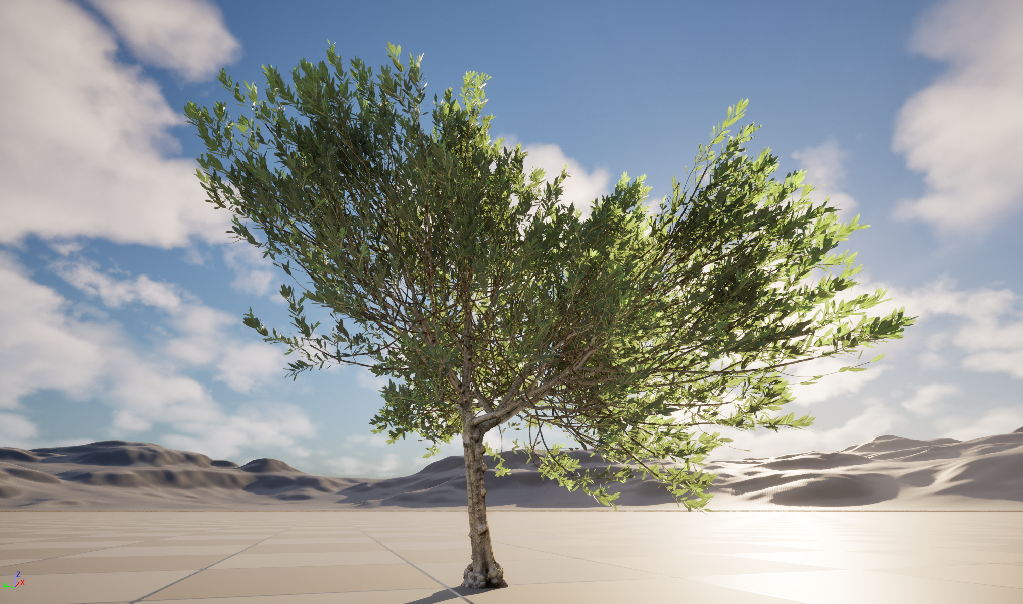 Scanned Olea Europaea Common Olive 11 Highpoly Lowpoly 3D Model