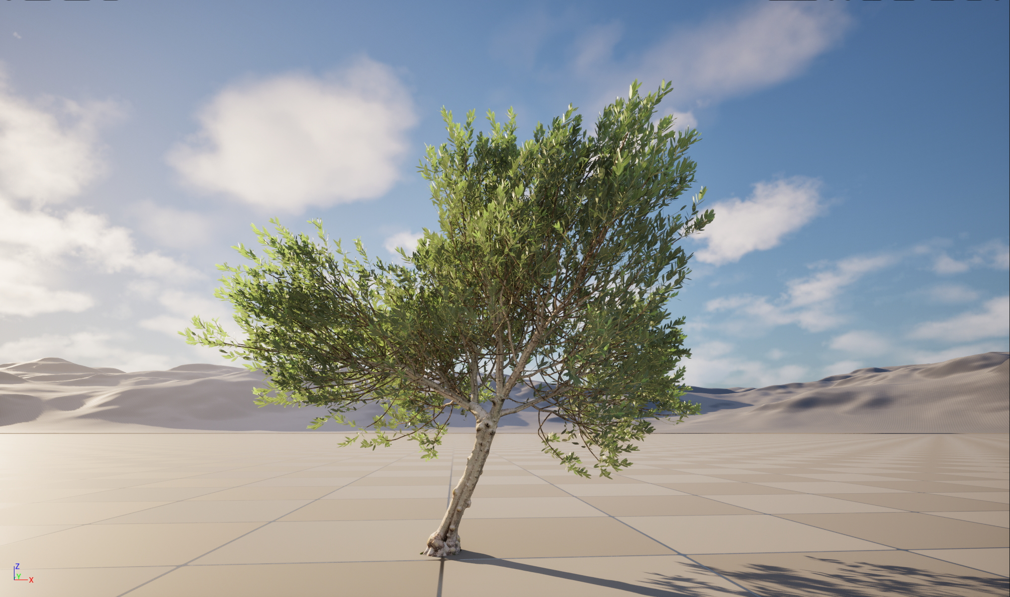 Scanned Olea Europaea Common Olive 11 Highpoly Lowpoly 3D Model