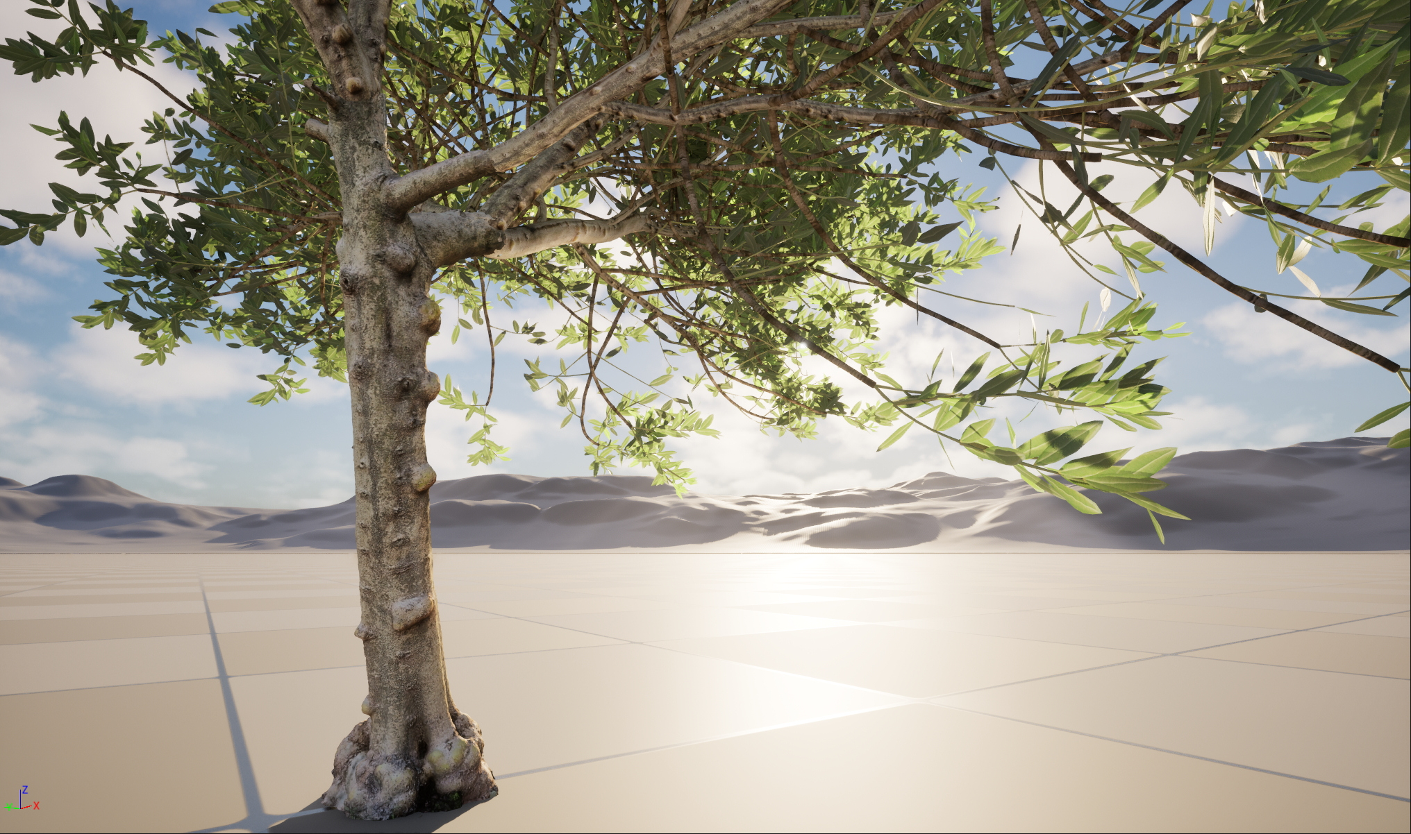 Scanned Olea Europaea Common Olive 11 Highpoly Lowpoly 3D Model