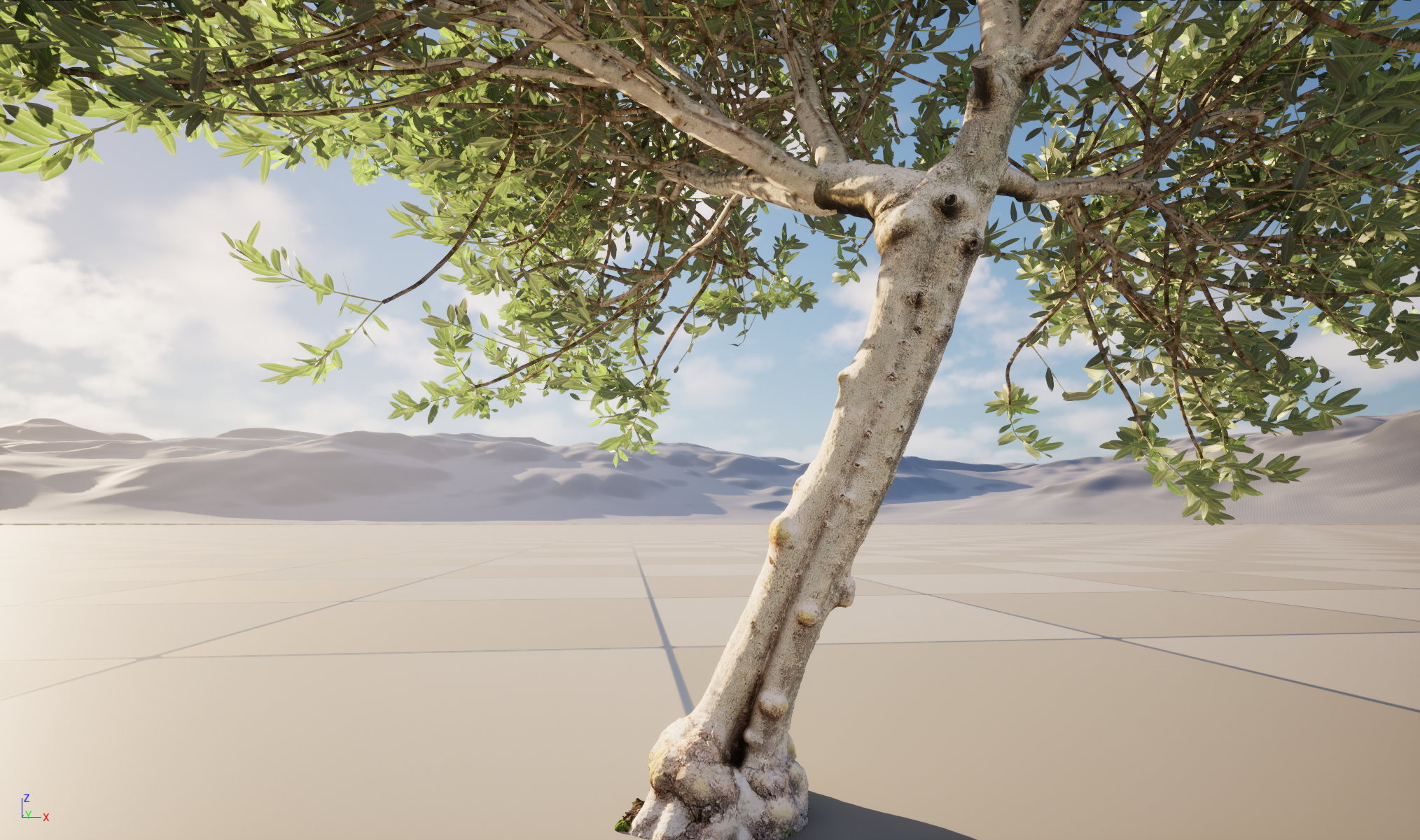 Scanned Olea Europaea Common Olive 11 Highpoly Lowpoly 3D Model
