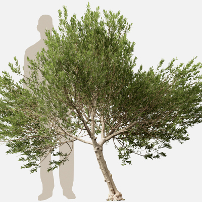 Scanned Olea Europaea Common Olive 11 Highpoly Lowpoly