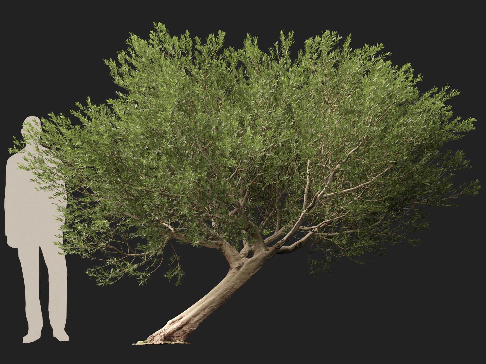Scanned Olea Europaea Common Olive 12 Highpoly Lowpoly 3D Model