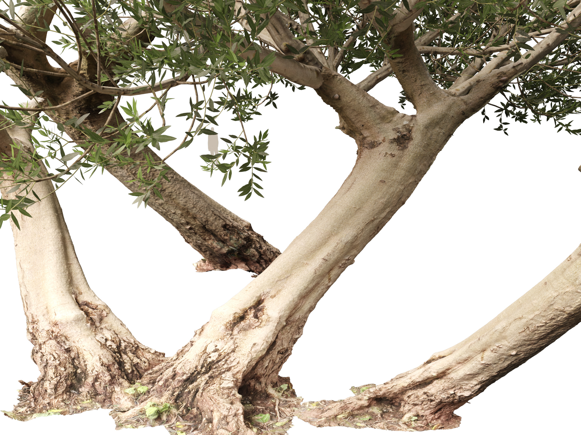 Scanned Olea Europaea Common Olive 12 Highpoly Lowpoly 3D Model