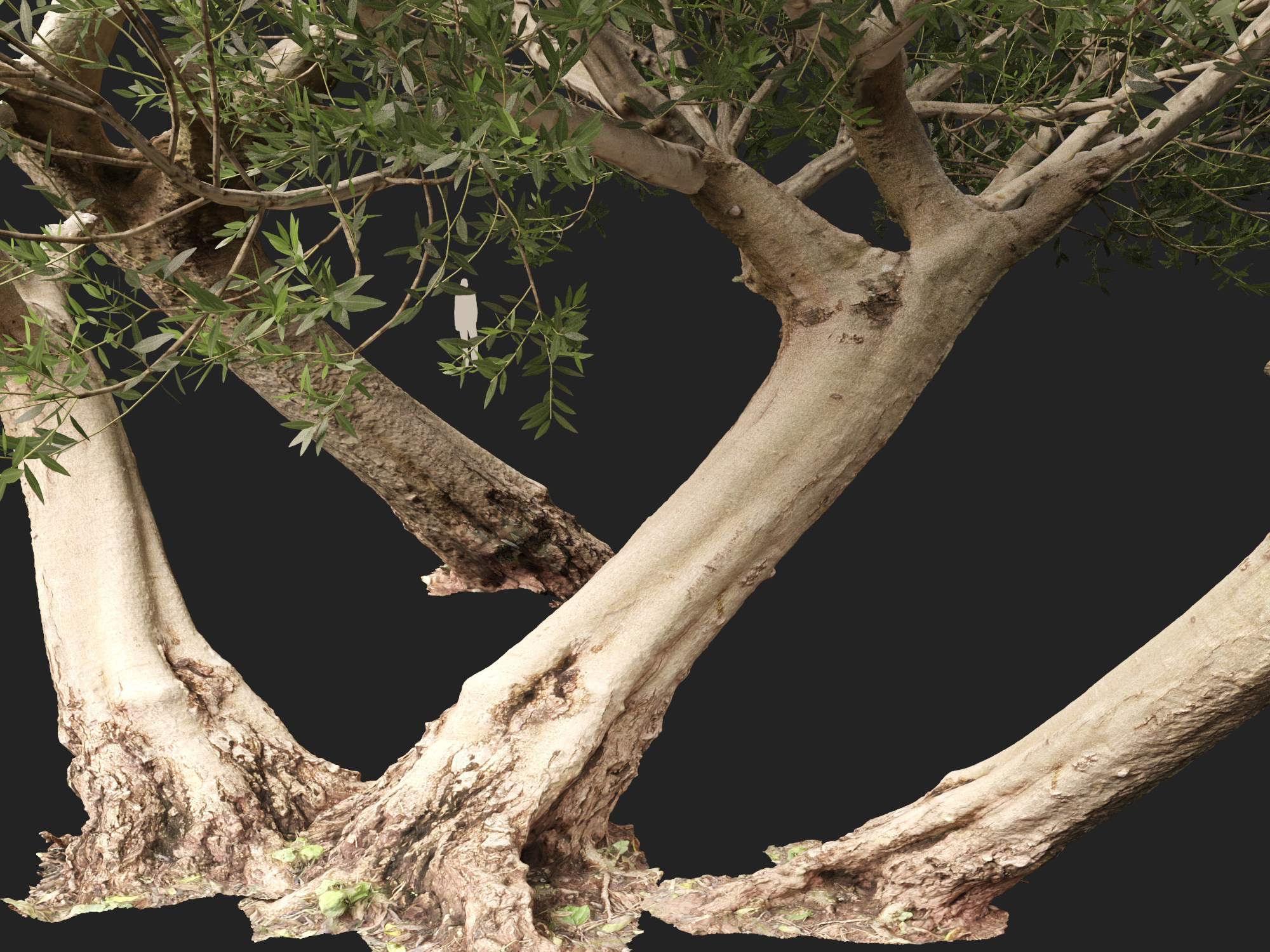 Scanned Olea Europaea Common Olive 12 Highpoly Lowpoly 3D Model
