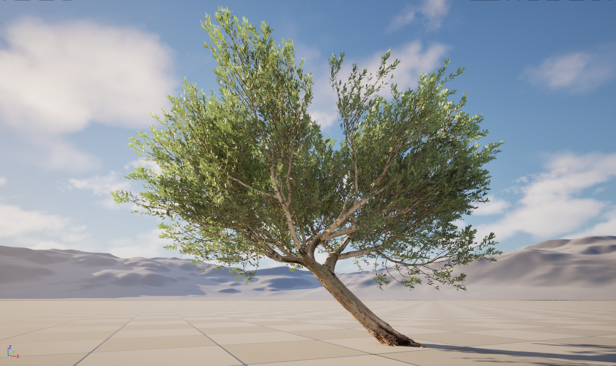 Scanned Olea Europaea Common Olive 12 Highpoly Lowpoly 3D Model