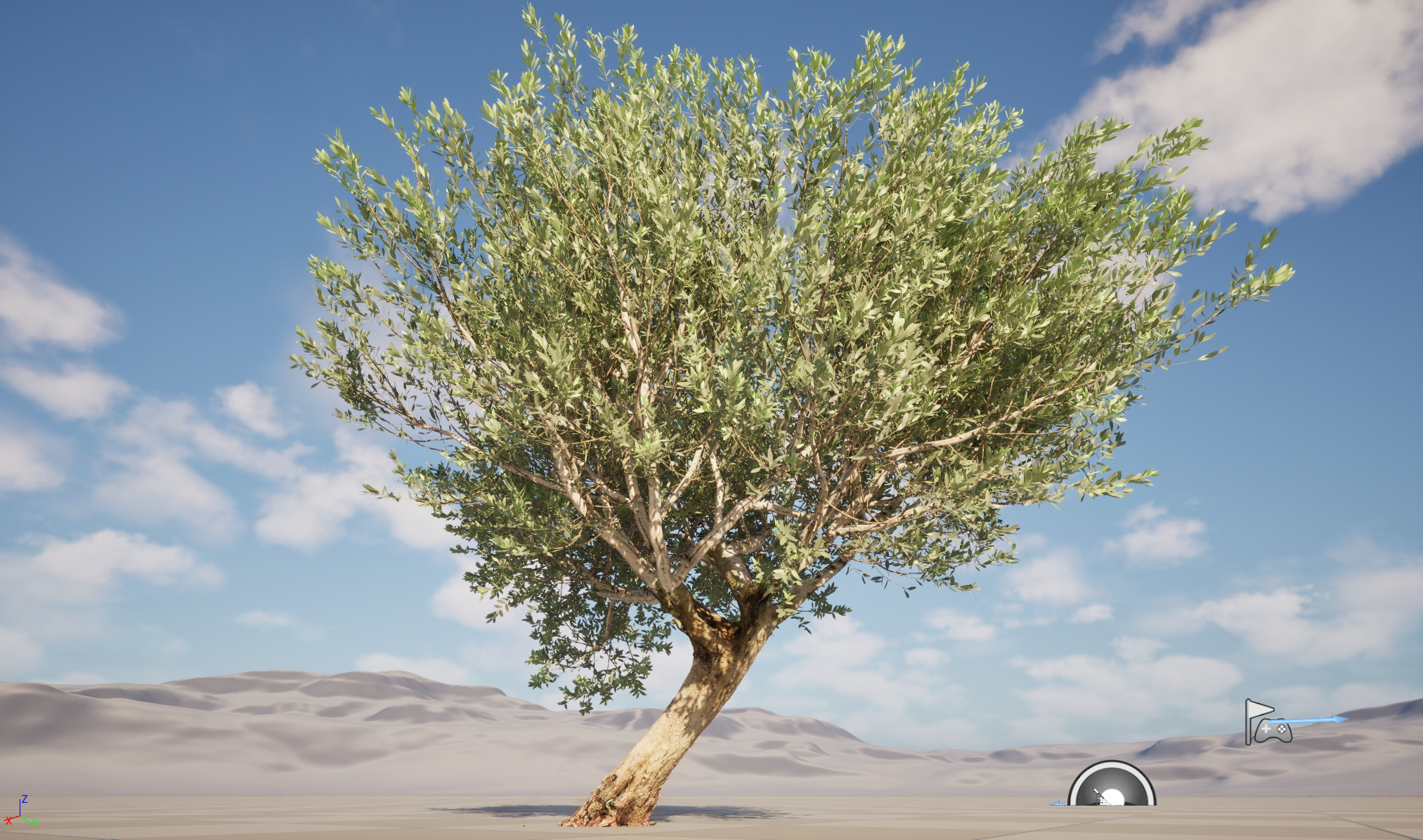 Scanned Olea Europaea Common Olive 12 Highpoly Lowpoly 3D Model