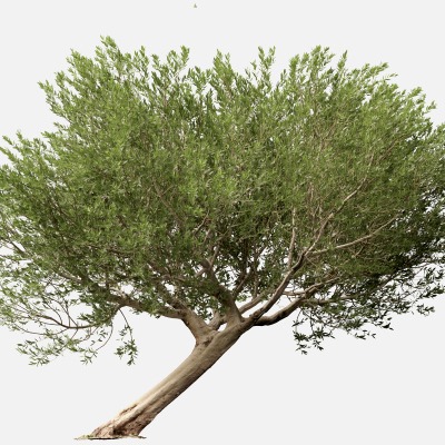 Scanned Olea Europaea Common Olive 12 Highpoly Lowpoly