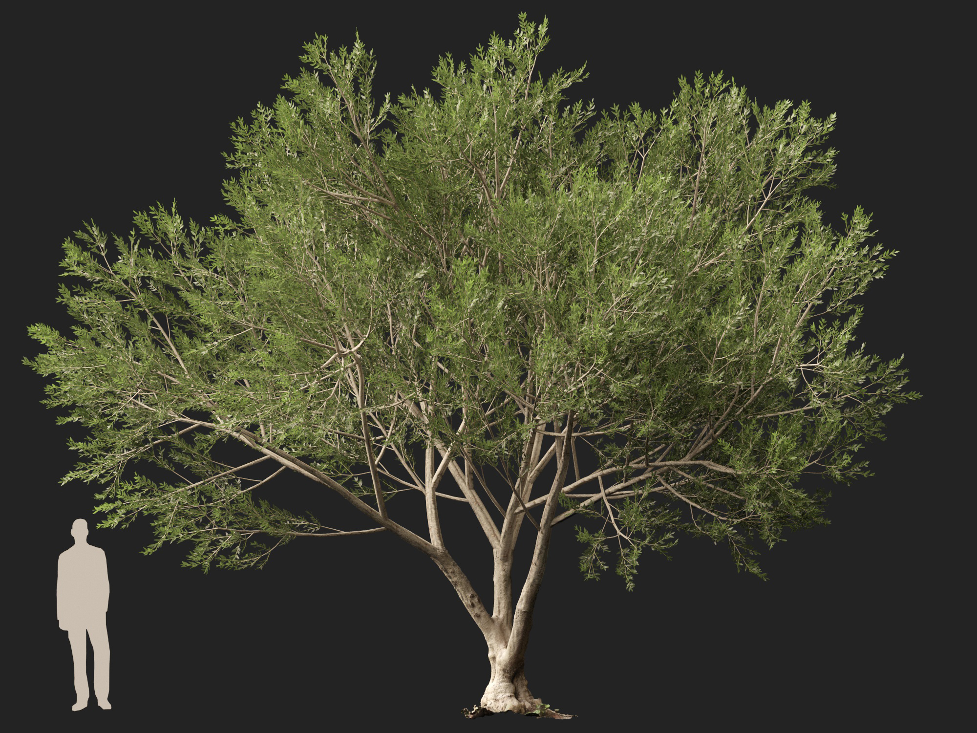 Scanned Olea Europaea Common Olive 13 Highpoly Lowpoly 3D Model