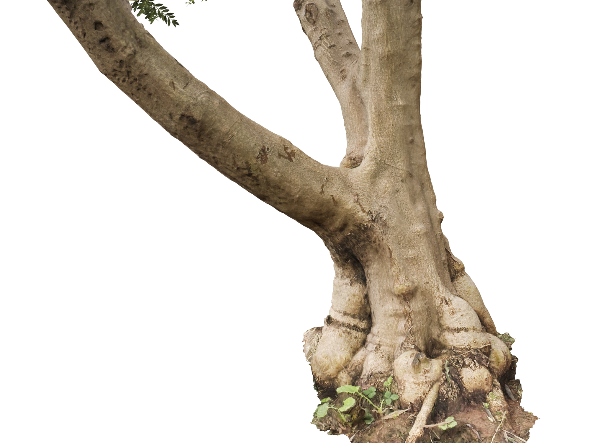 Scanned Olea Europaea Common Olive 13 Highpoly Lowpoly 3D Model