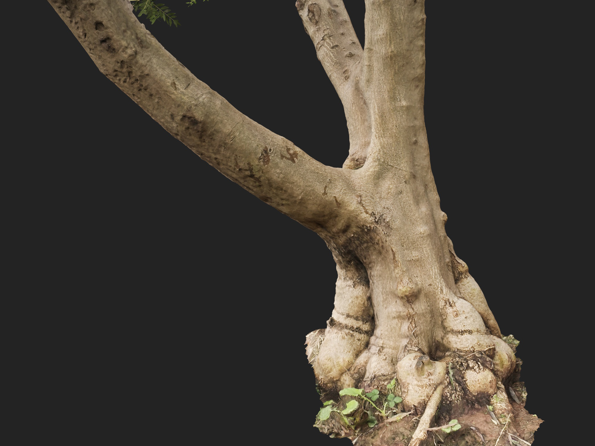 Scanned Olea Europaea Common Olive 13 Highpoly Lowpoly 3D Model