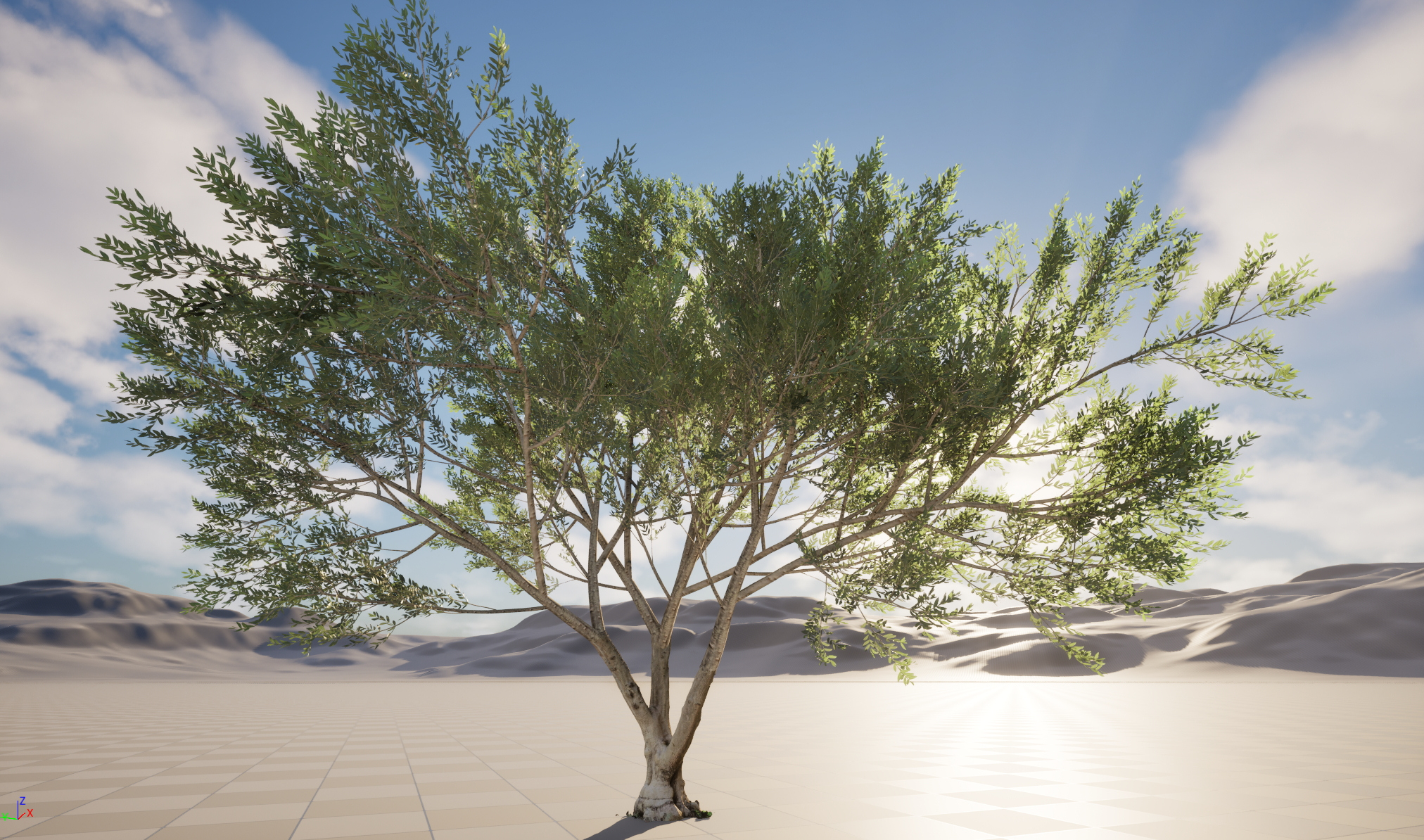 Scanned Olea Europaea Common Olive 13 Highpoly Lowpoly 3D Model